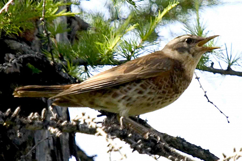 ����� �����